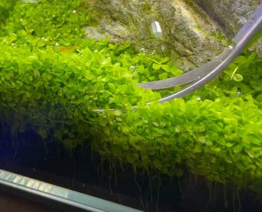 Micranthemum Monte Carlo - Perfect Aquarium Carpet Plant